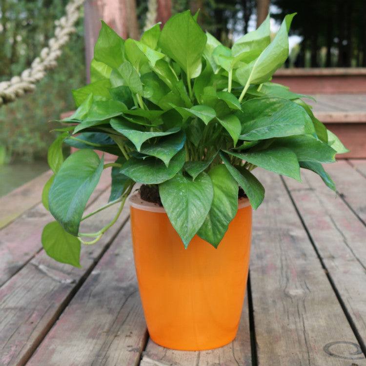 Self-Watering Planter Pot with Wicking System, 12cm