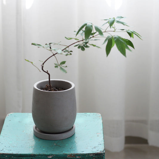 14cm Cement Plant Pot with Saucer β Natural Gray Planter