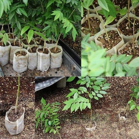8 x 10 cm Fabric Seedling Bags, 50 or 100 Pack