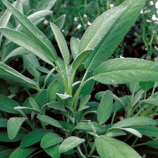 Garden Sage Seeds β Fragrant Culinary Herb for Cooking & Raised Beds