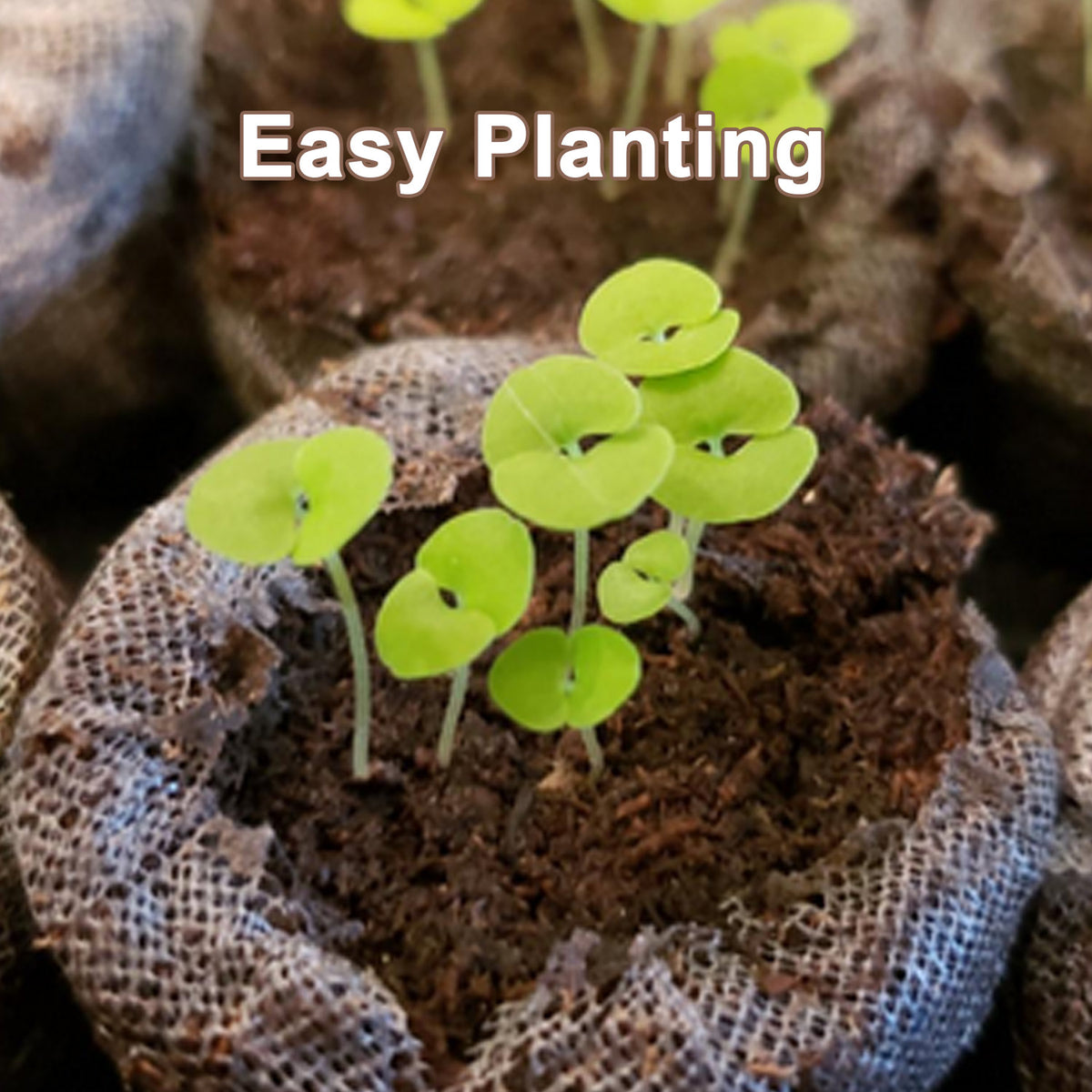 Compressed Peat Seed Starting Pellets - 100 Pack (30mm Expandable)