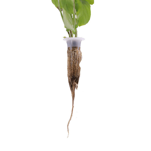 Potted plant with roots hanging out, on a white background