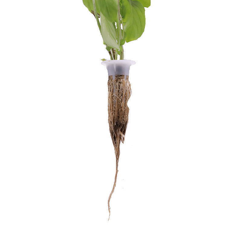 Potted plant with roots hanging out, on a white background
