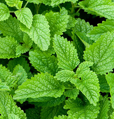 Lemon Balm Seeds β Aromatic Herb & Natural Mosquito Repellent Plant