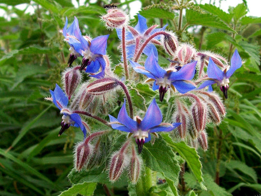 Borage Seeds β Edible Blue Flowers with Cucumber Flavor for Gardens