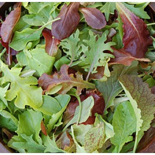 Mild Mesclun Mix Seeds β Colorful Salad Green Blend for Gardens & Containers