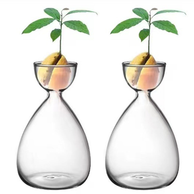 Avocado Hydroponic Seed Planting Bottle