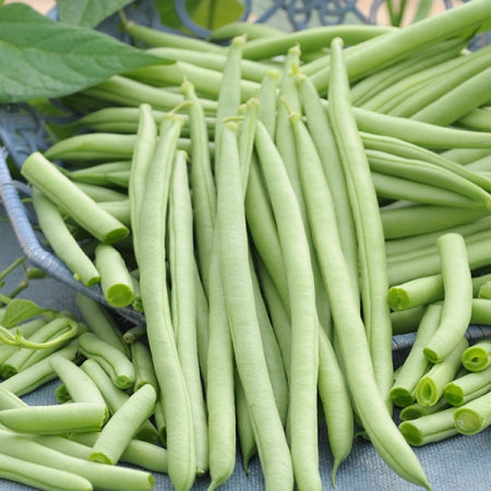 Bush Bean Seeds β High-Yield Dark Green Snap Bean, 62-Day Variety