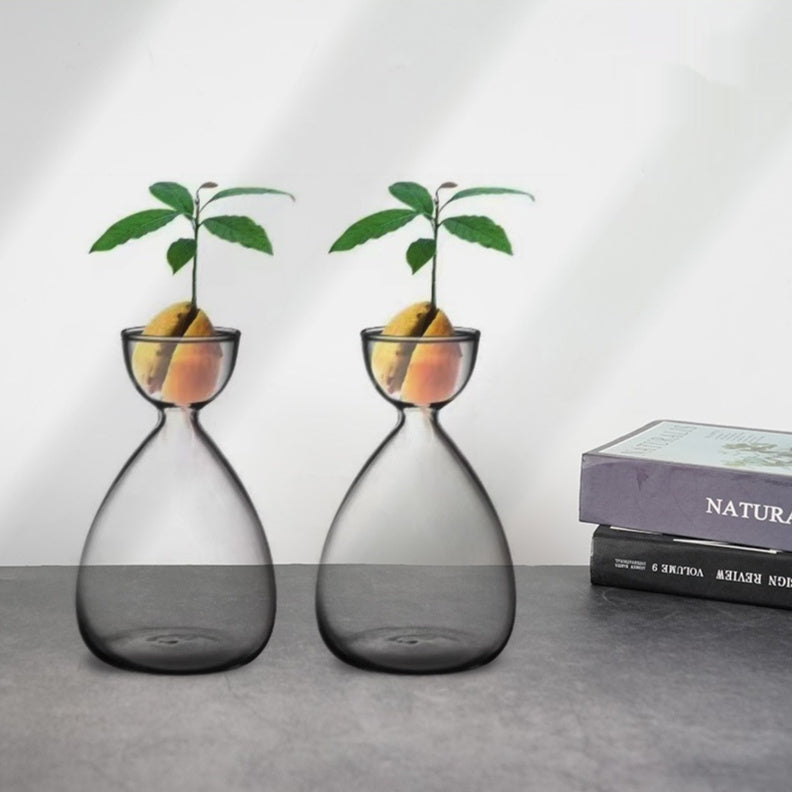 Glass Avocado Seed Vase for Water Sprouting, 1 or 2 Pack