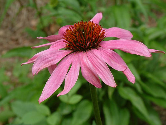 Echinacea Purpurea Seeds β Purple Coneflower for Gardens & Immune Support