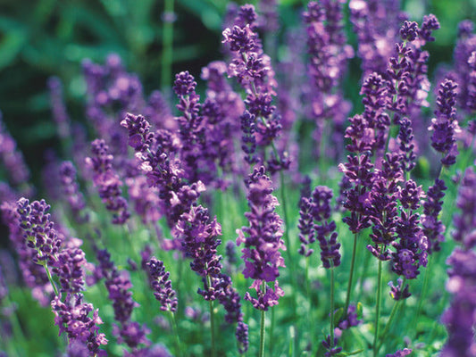 English Lavender Seeds β Fragrant Perennial Herb for Gardens & Aromatherapy