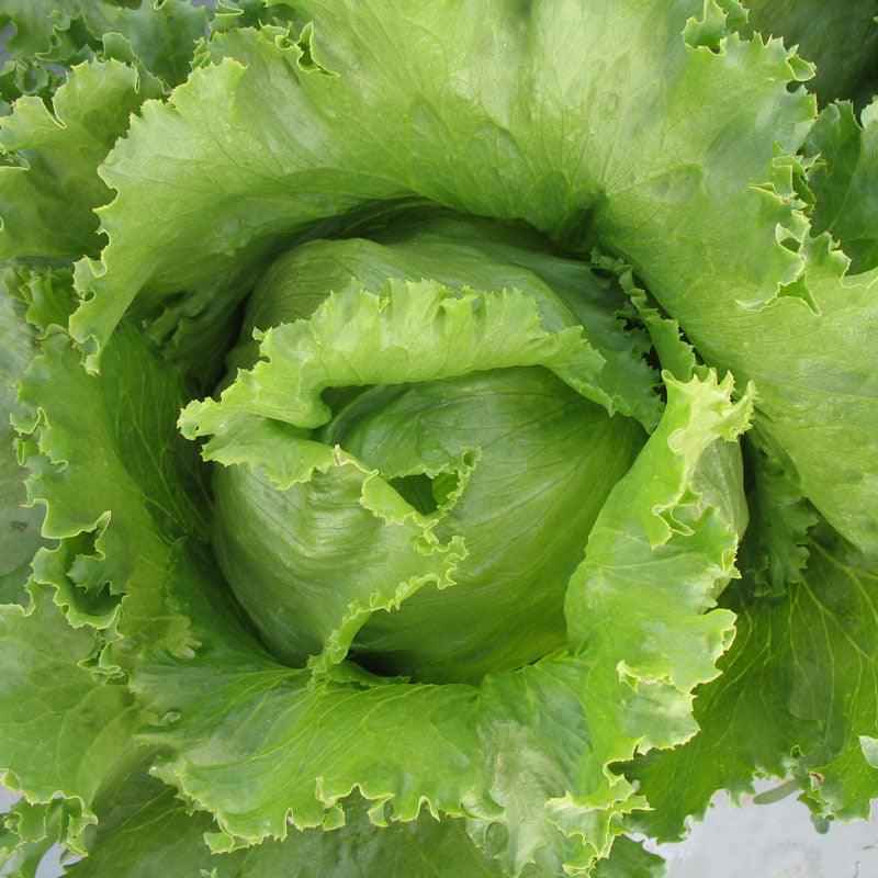 Organic Iceberg Superior Lettuce Seeds, Packet or 1 oz
