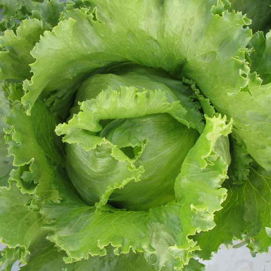 Organic Iceberg Superior Lettuce Seeds, Packet or 1 oz