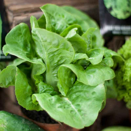 Little Gem Lettuce Seeds (Organic)