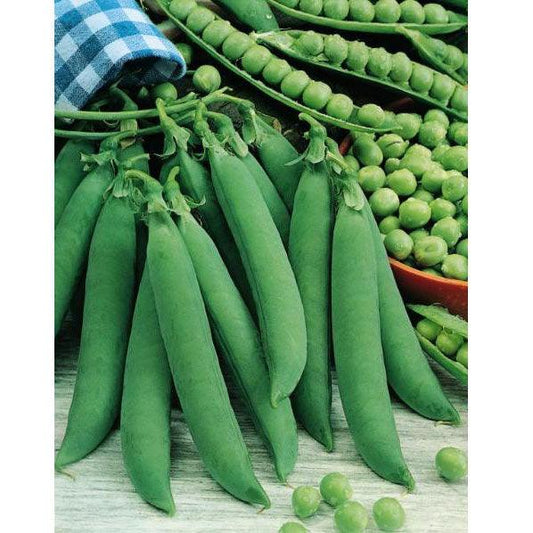 Organic Progress #9 Shelling Pea Seeds, Packet or 1/2 lb