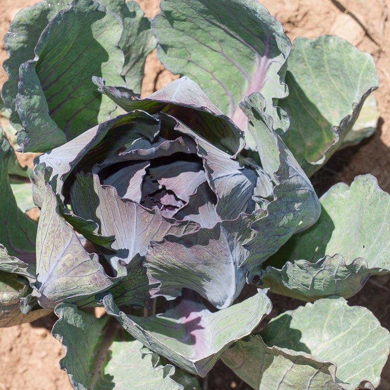 Organic Express Red Cabbage Seeds, Packet or 1/4 lb
