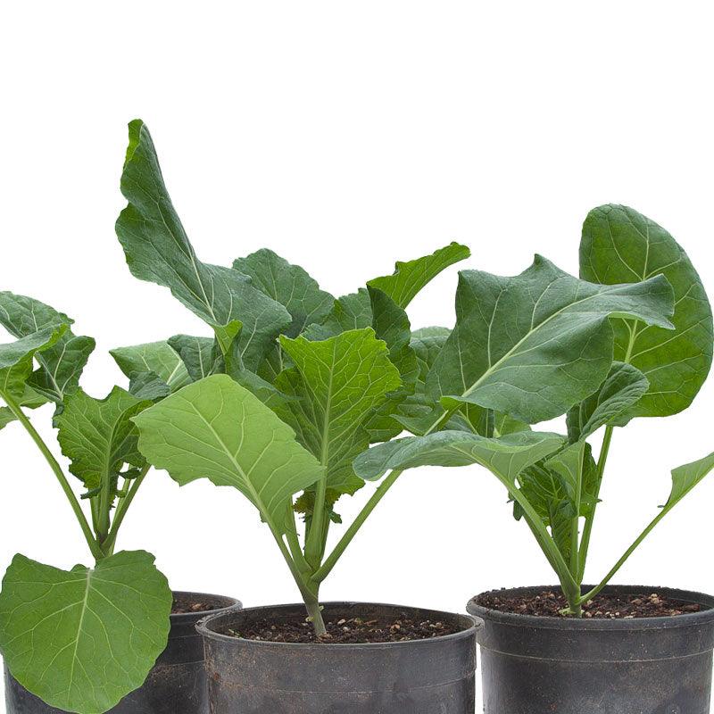 Organic Champion Collard Seeds, Heirloom, Packet or 1 oz