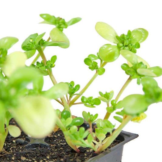 Organic Purslane Seeds, Heirloom Greens, Packet or 1 oz