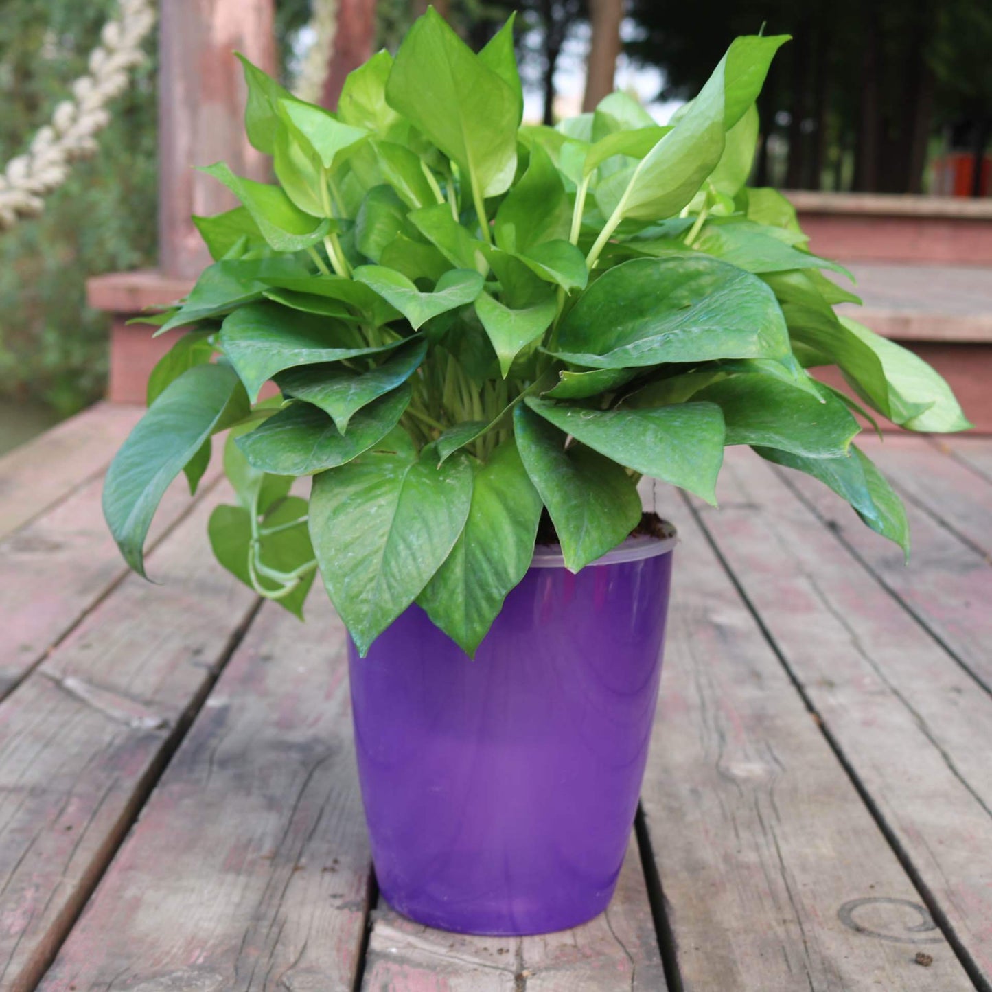 Self-Watering Planter Pot with Cotton Rope – Indoor Hydroponic System