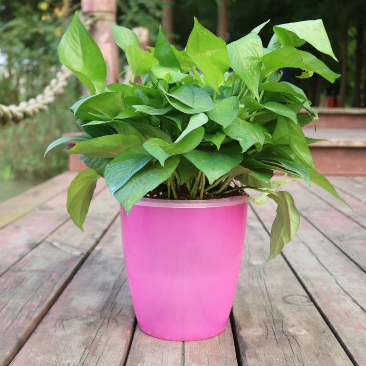 Self-Watering Planter Pot with Cotton Rope – Indoor Hydroponic System