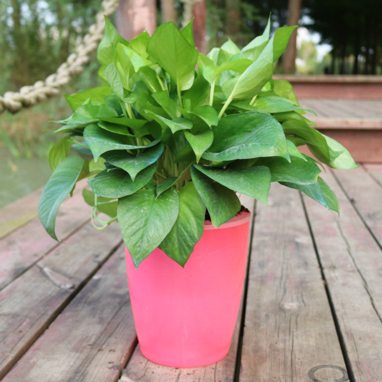 Self-Watering Planter Pot with Cotton Rope – Indoor Hydroponic System