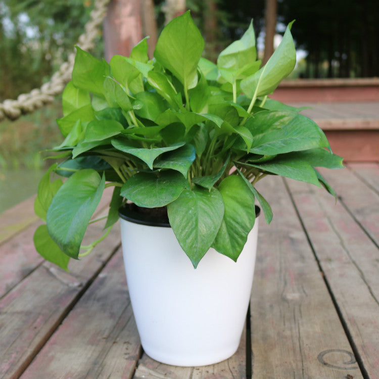 Self-Watering Planter Pot with Cotton Rope – Indoor Hydroponic System