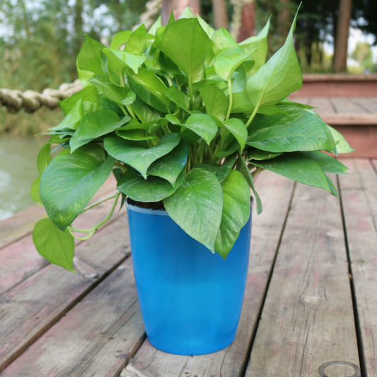 Self-Watering Planter Pot with Cotton Rope – Indoor Hydroponic System