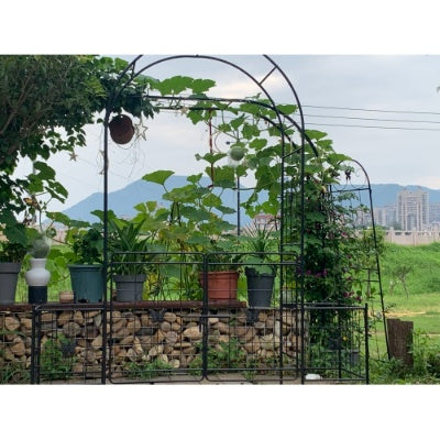 Iron Garden Arch Arbor with Gate & Lattice Panels – Easy Assembly, Climbing Plants