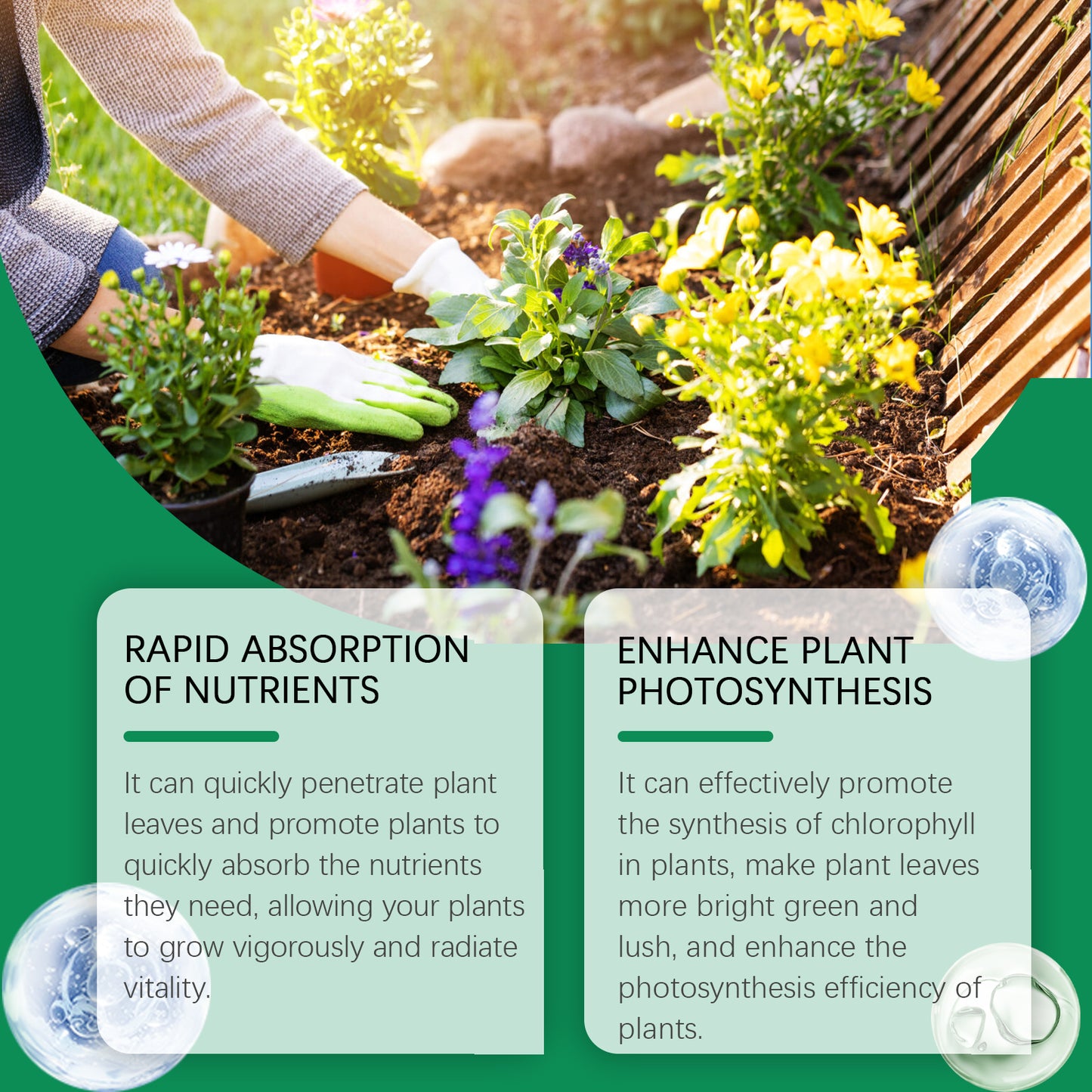 Chlorophyll Leaf Spray for Greener, Healthier Plants — 30-Day Formula