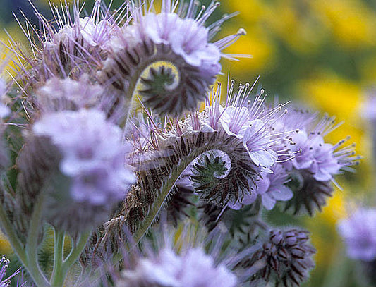 Lacy Phacelia Flower Seeds – Pollinator Favorite, Blooms June–September