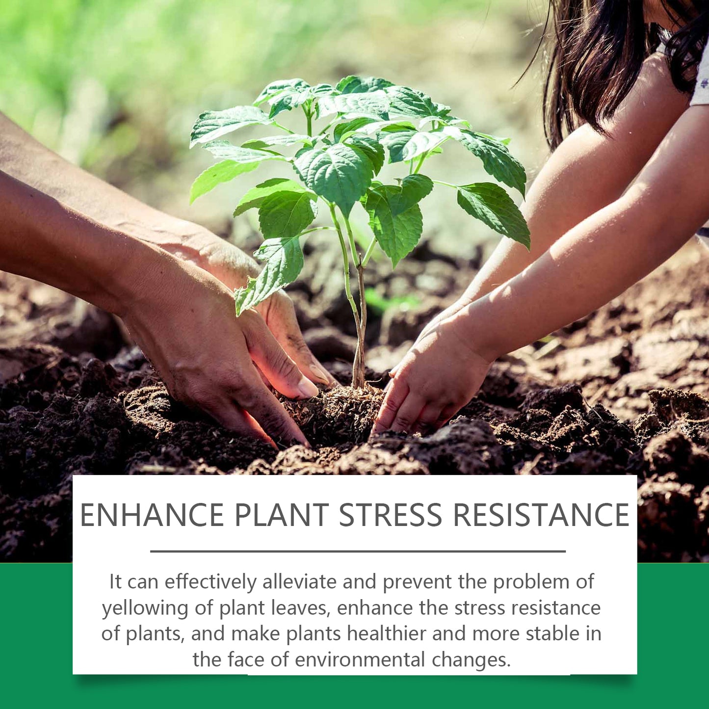 Chlorophyll Leaf Spray for Greener, Healthier Plants — 30-Day Formula
