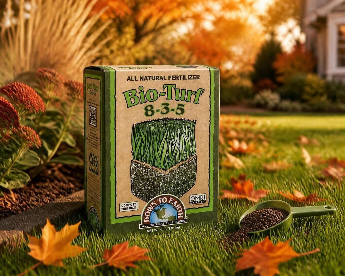 A box of Bio-Turf 8-3-5 all natural fertilizer sits on a grassy lawn with scattered autumn leaves and a green scoop of fertilizer beside it. The background shows a warm, blurred outdoor yard scene.