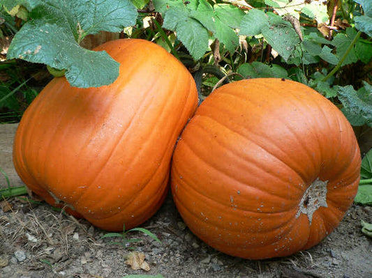 Pumpkin Seeds – Large Orange, Deep Ridged, 25 lb Fruit, 115 Days
