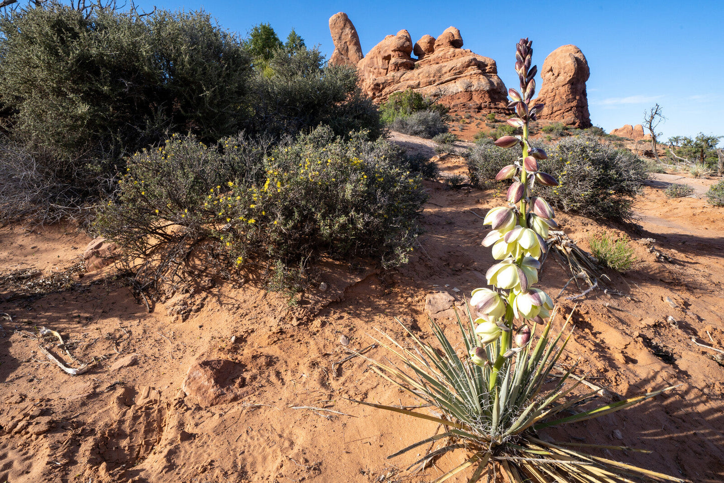 GS Plant Foods Kelp and Yucca Liquid Organic Soil and Plant Enhancer