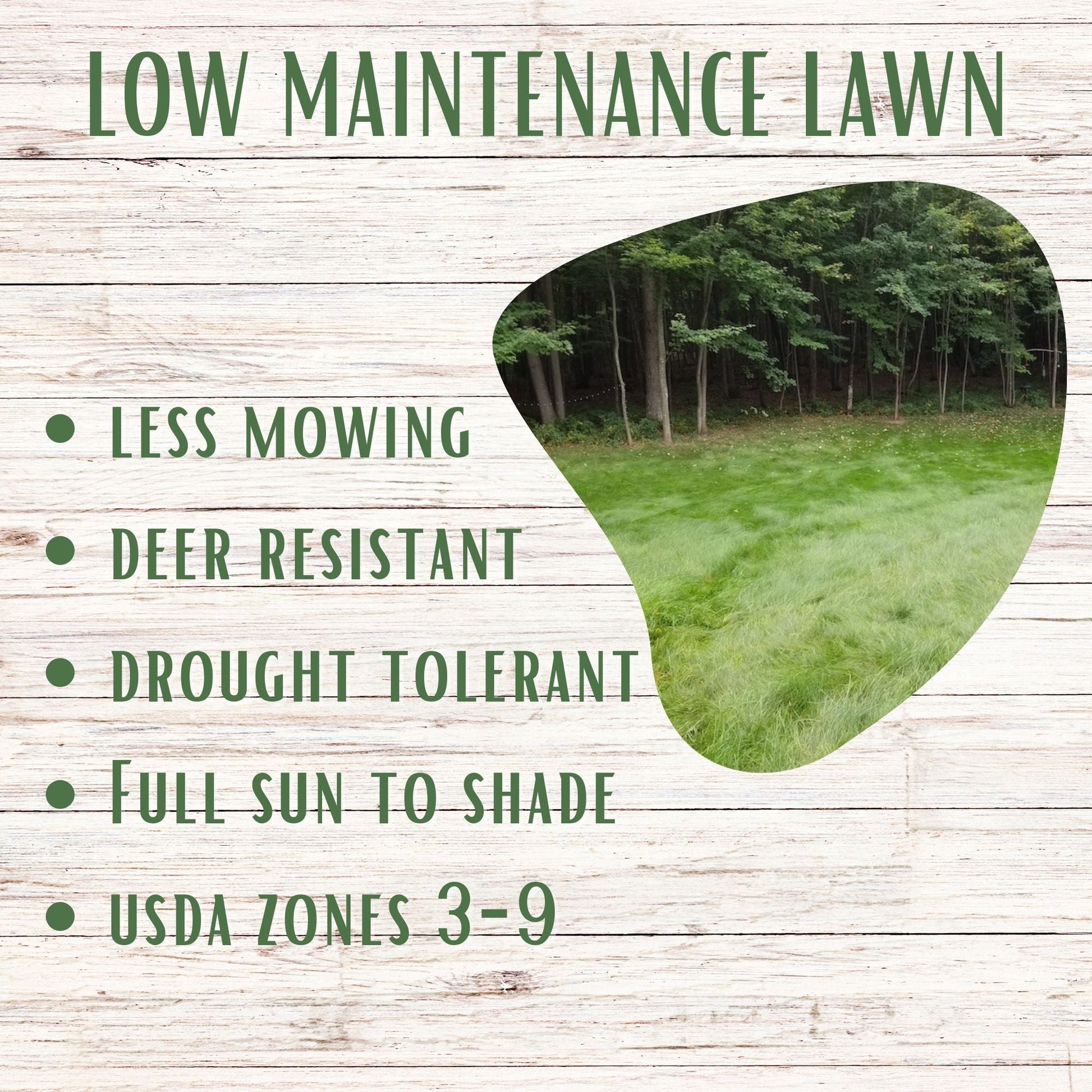 Simple Lawn Low Maintenance Grass Seed Blend – Drought Tolerant, Up to 4,000 Sq Ft - Rooted Supplies