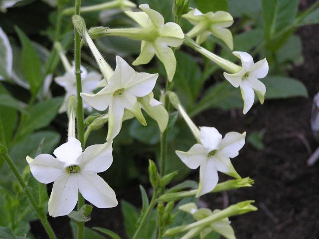Jasmine Scented Nicotiana Seeds - Night-Blooming Annual Flower
