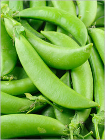 Sugar Snap Pea Seeds – Sweet Crisp Pods for Spring & Fall Gardens