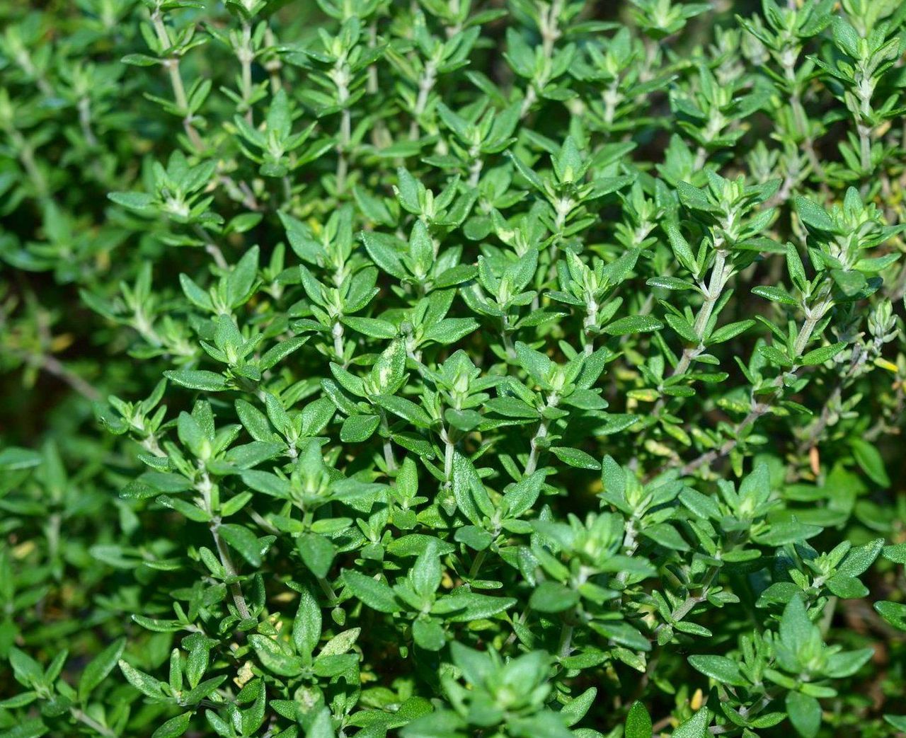 Common Thyme Seeds – Perennial Herb, Open-Pollinated, 60-90 Days