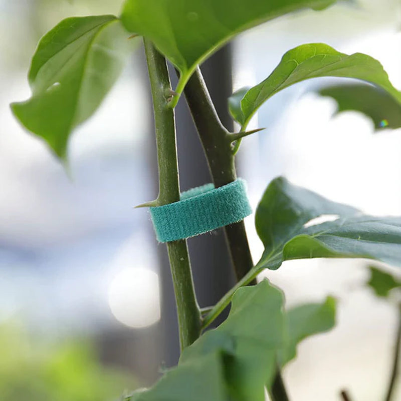 Plant Velcro Ties
