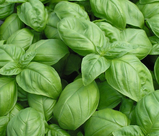 Italian Large Leaf Basil Seeds – Sweet Culinary Herb for Garden & Containers
