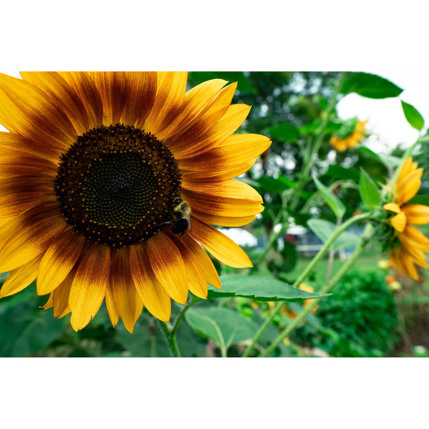 GS Plant Foods Organic Bloom Fertilizer Concentrate