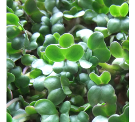 Broccoli Microgreen Seeds – Antioxidant-Rich Sprouting Seeds for Home Growing