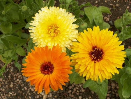 Pacific Beauty Calendula Seeds – Edible Marigold Flower for Gardens & Herbalism