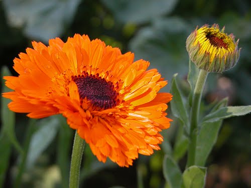 Pacific Beauty Calendula Seeds – Edible Marigold Flower for Gardens & Herbalism