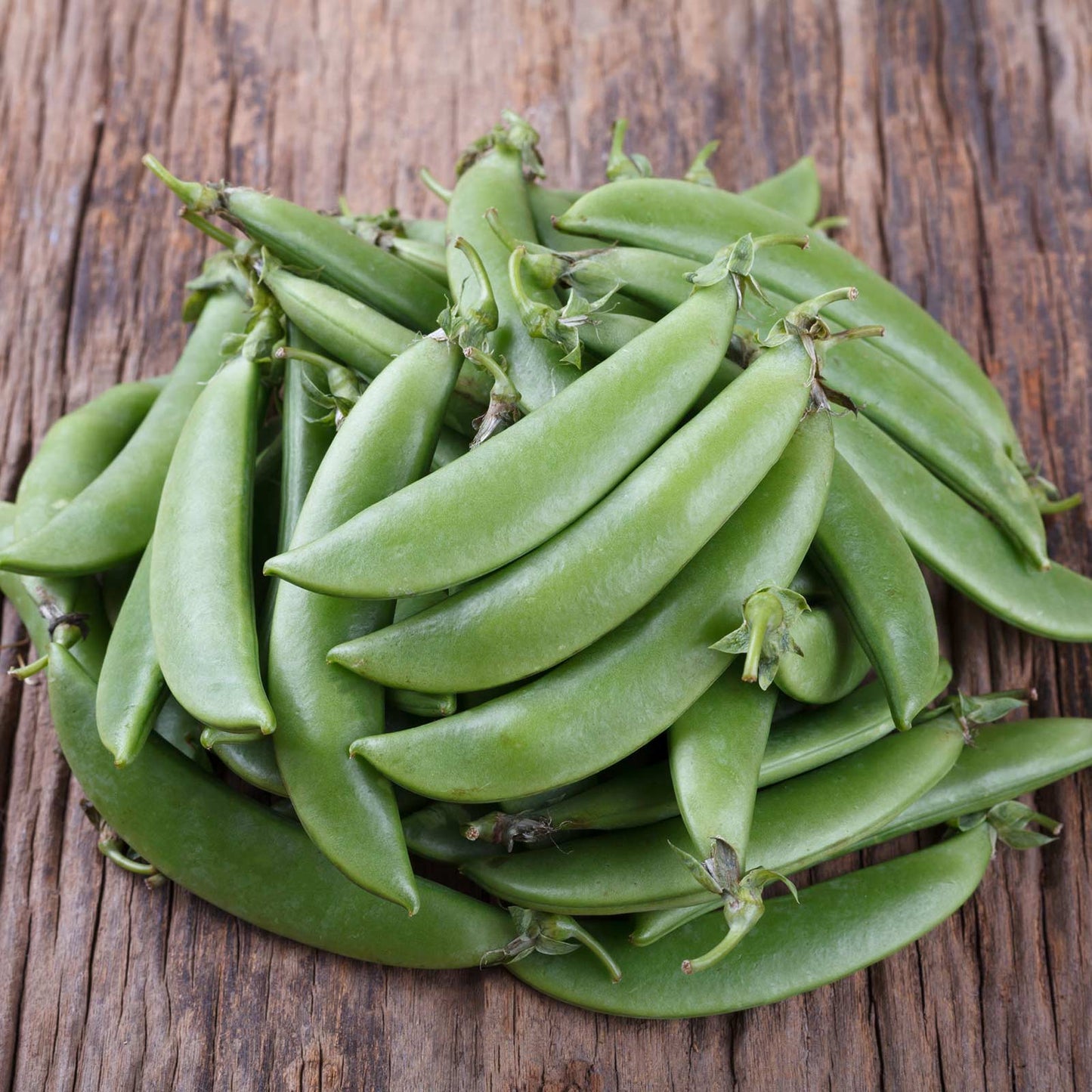 Sugar Snap Pea Seeds – Sweet Crisp Pods for Spring & Fall Gardens