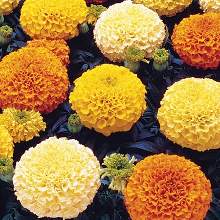 Crackerjack Marigold Seeds - Giant Blooms, Mixed Colors, Natural Pest Control