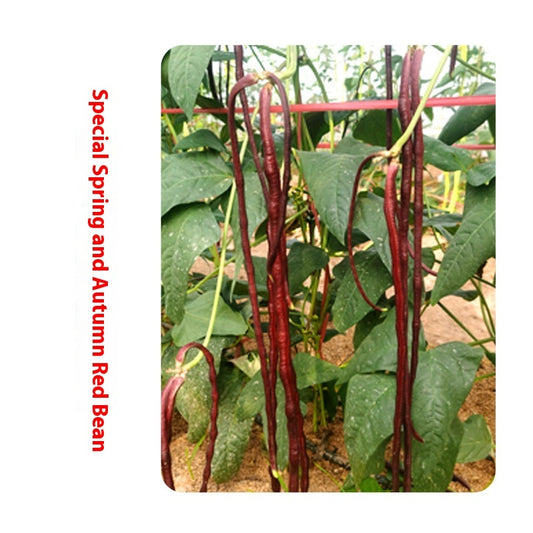Red Cowpea Bean Seeds for Home Gardens - Spring & Autumn Planting