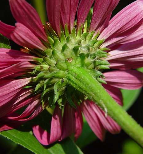 Echinacea Purpurea Seeds – Purple Coneflower for Gardens & Immune Support