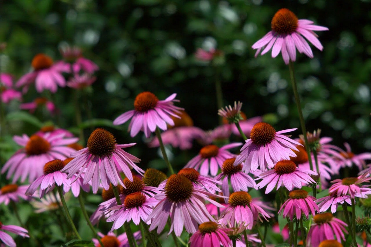 Echinacea Purpurea Seeds – Purple Coneflower for Gardens & Immune Support
