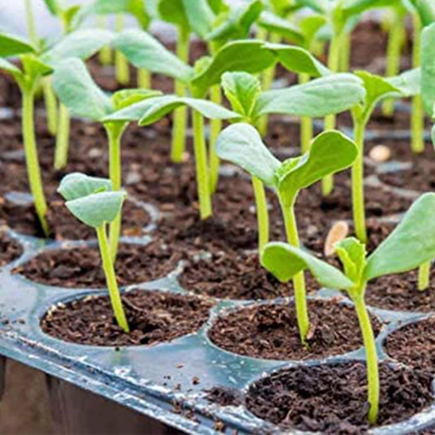 Jump Start MT10006 19.5 X 9 Inches Hydroponic Garden Seedling Heat Mat